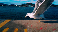Sardegna_Möwe