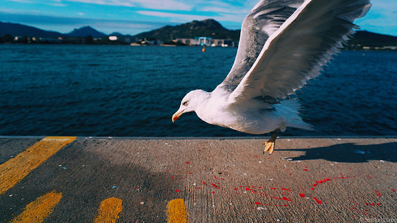 Sardegna_Möwe